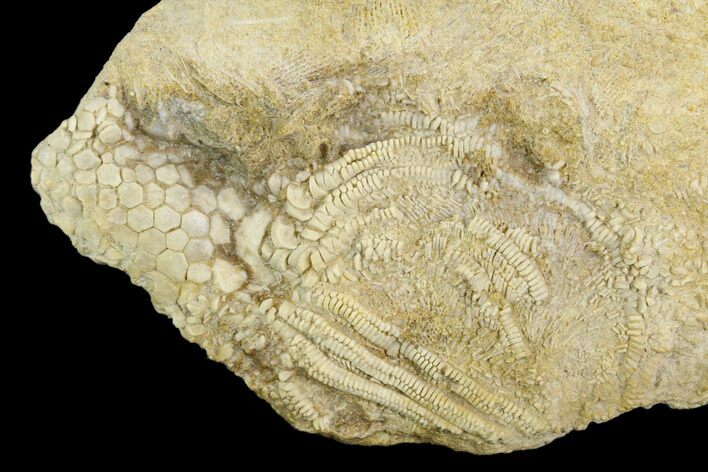 Fossil Crinoid (Acrocrinus) - Alabama #122403
